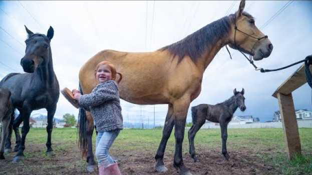 Video NEW BABY HORSE!! Adley visits Spirit to help with their farm routine! na Polish