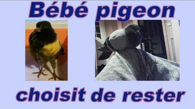 Video Bébé pigeon blessé, soigné qui choisit de rester vivre avec des chats et un chien – 9 ans plus tard en français