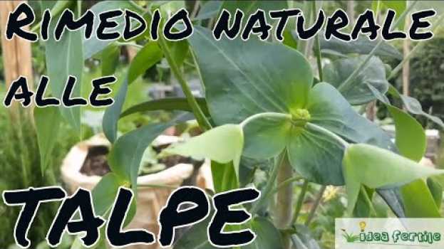 Video Euforbia, la pianta che allontana le talpe (Parte 1) em Portuguese