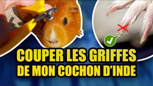 Video Comment couper les griffes de mon cochon d'Inde ? in Deutsch