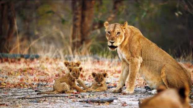 Video A Lioness Mom Confronts a Trespasser to Protect Her Cubs na Polish