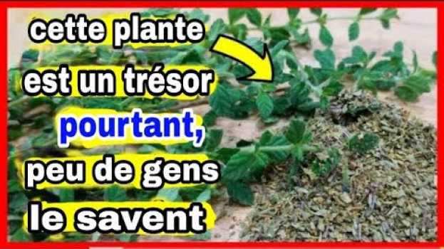 Video Cette plante EST PLUS PUISSANTE que n'importe quel médicament et vous l'avez à la maison em Portuguese
