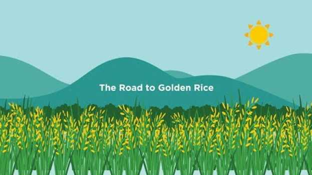 Video The Road to Golden Rice em Portuguese