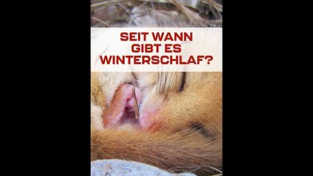 Video Seit wann gibt es den Winterschlaf? #shorts in Deutsch