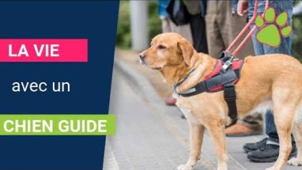 Video La vie avec un chien guide d'aveugle in English