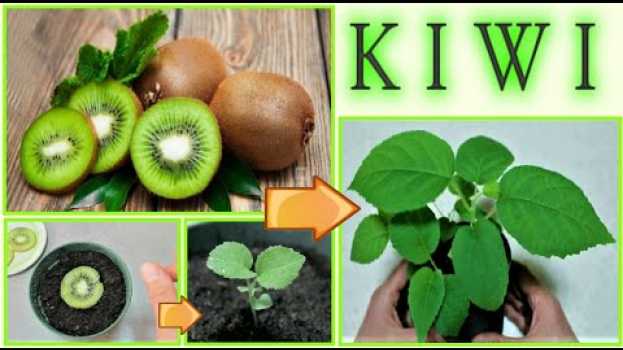 Video PIANTINA DI kIWI A COSTO ZERO dagli scarti del frutto, how to grow kiwi tree, como dar alla luz kiwi en français