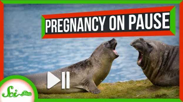 Video Some Mammals Can Just… Pause Pregnancy su italiano