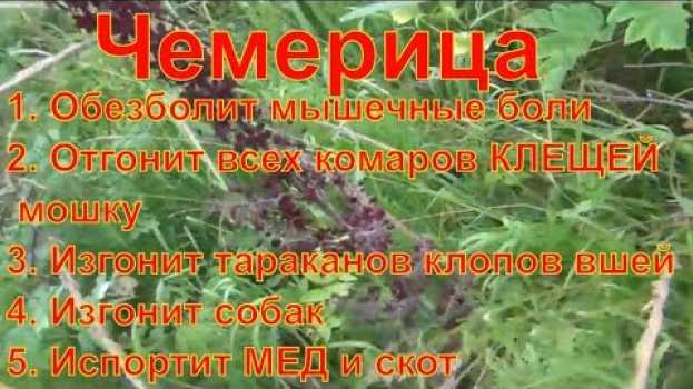 Видео Чемерица обходите стороной это растение лечит педикулез может отгонять насекомых скот и пчел к этому на русском