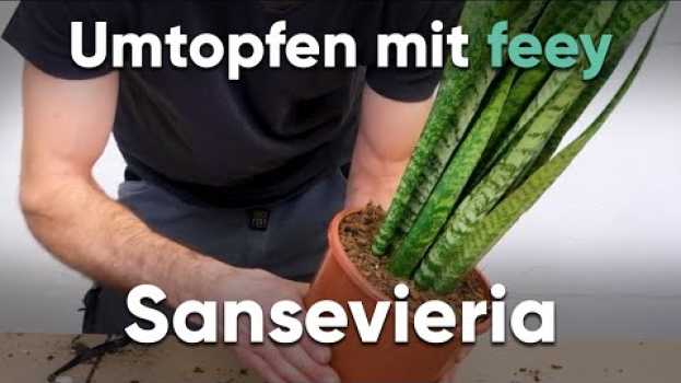 Video Wie topfe ich eine Sansevieria um? - Umtopfen mit feey in Deutsch