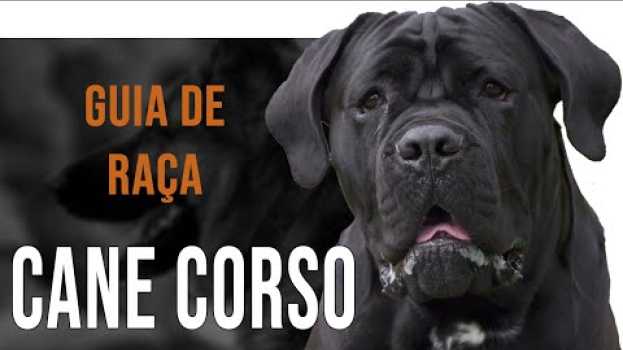 Video CANE CORSO - Tudo sobre a raça en Español