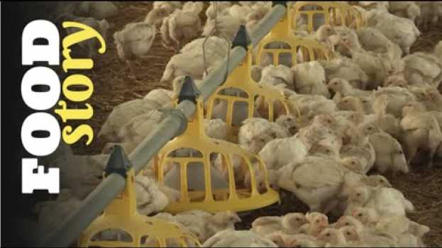 Video Alimentation et santé : ce qu'on nous ne dit pas sur les poulets de batterie em Portuguese
