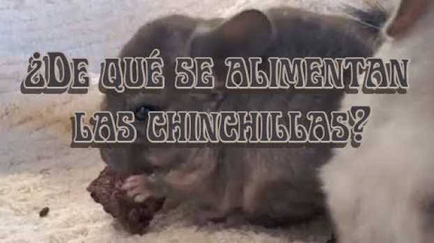 Video CHINCHILLA, Importancia del heno en chinchillas su italiano