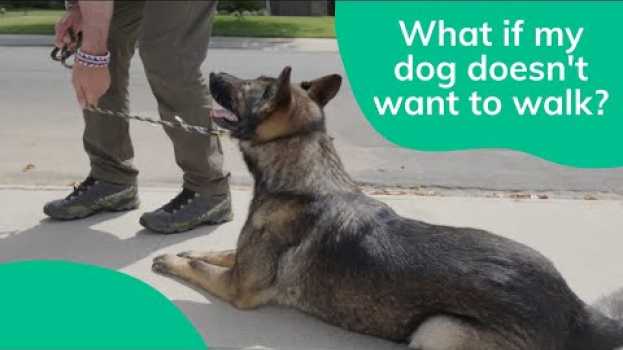 Video What To Do When a Dog Doesn't Want to Walk! | Wag! em Portuguese