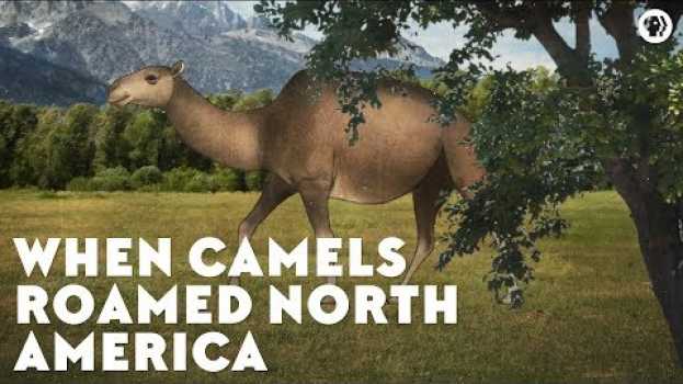 Video When Camels Roamed North America in English