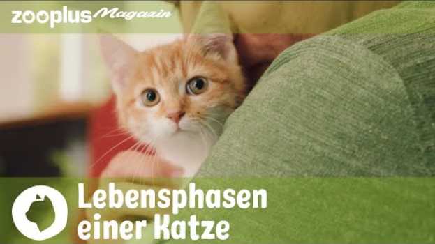 Video Vom Kätzchen zum Senior: Lebensphasen einer Katze na Polish