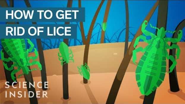 Видео Why Lice Are So Hard To Kill на русском