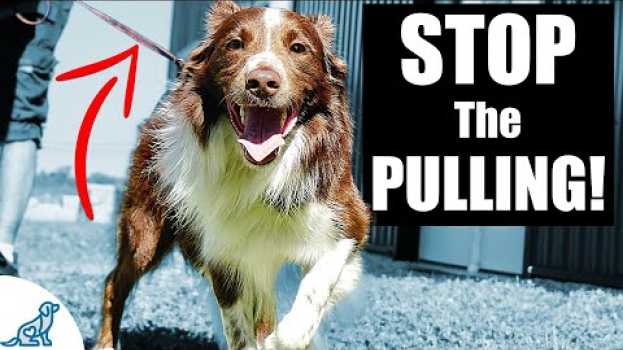 Video 5 Quick Tips To Stop Your Dog From Pulling On The Leash na Polish