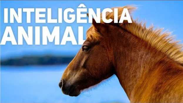 Video FATOS SURPREENDENTES SOBRE A INTELIGÊNCIA ANIMAL en Español