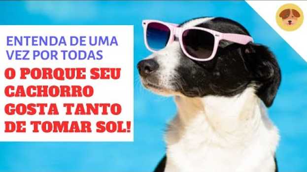 Video Por quê Cachorro Gosta de Tomar Sol? en Español