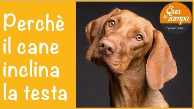 Видео Perchè il cane inclina la testa di lato | Qua la Zampa (Educazione addestramento cani) на русском