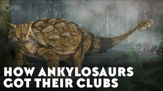 Video How Ankylosaurs Got Their Clubs en Español
