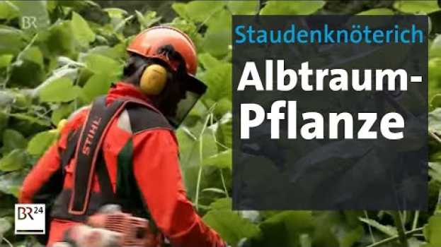 Video Staudenknöterich - die Problempflanze breitet sich aus | Abendschau | BR24 na Polish