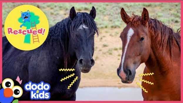 Video Hero Rescues Wild Horse Family Who Were Separated For So Long | Animal Videos for Kids | Dodo Kids em Portuguese