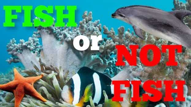 Video Fish or Not Fish: Is That Aquatic Animal a Fish? - FreeSchool em Portuguese