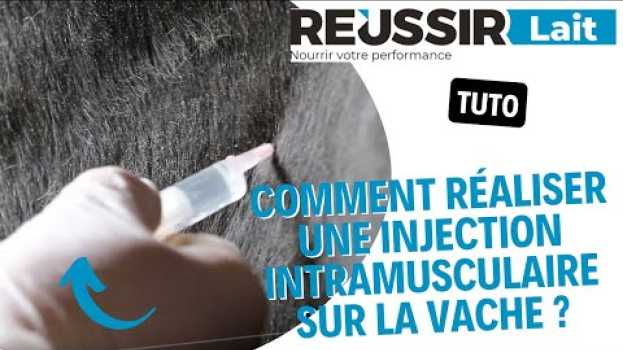 Video [TUTO] Comment réaliser une injection intramusculaire sur la vache ? en Español