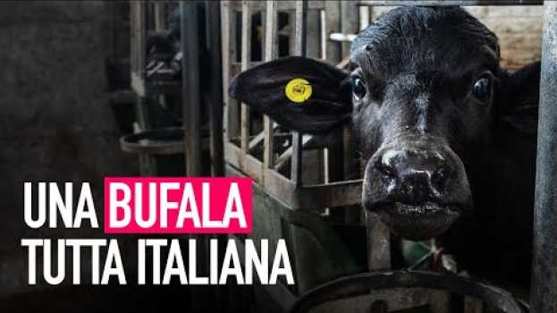 Видео Una bufala tutta italiana: la verità dietro la mozzarella di bufala! на русском