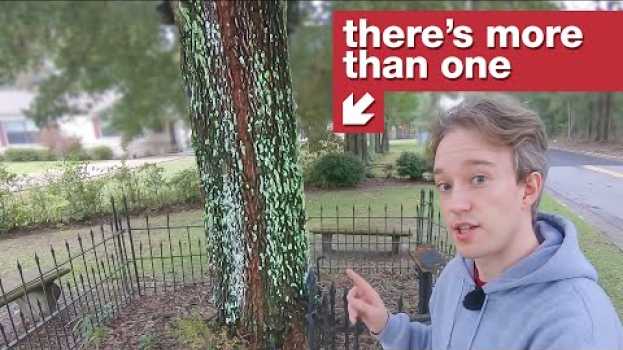 Video The other tree that owns itself su italiano