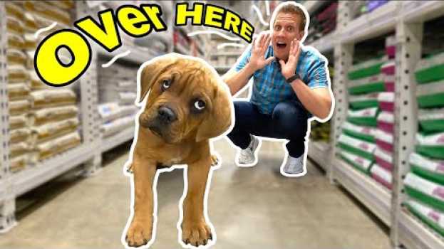 Видео Buying Blind Homeless Puppy EVERYTHING He Touches! ( Kobe now fostered At Home With Me ) на русском