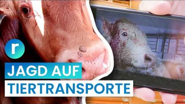Видео Tiertransporte: Kampf für mehr Tierschutz auf der Autobahn I reporter на русском