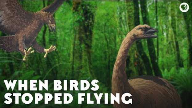 Video When Birds Stopped Flying in Deutsch