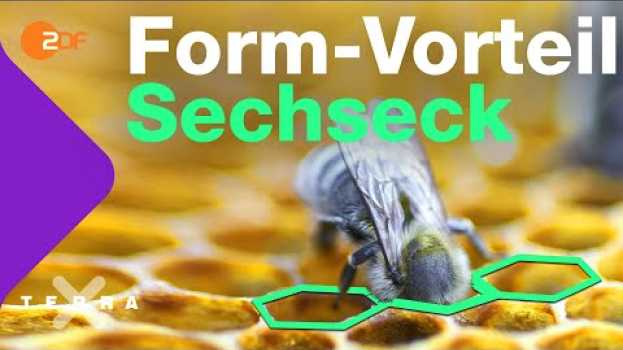 Видео Darum sind Bienenwaben sechseckig | Terra X plus на русском