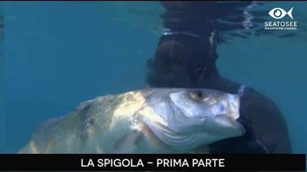 Видео Spearfishing Skills- Pesca in apnea: - La Spigola - prima parte на русском