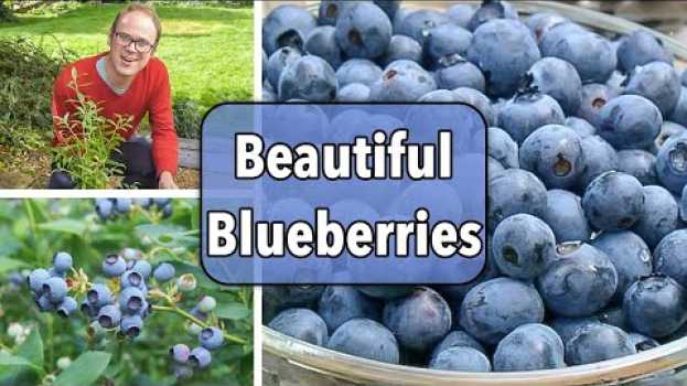 Video Growing Blueberries From Planting to Harvest em Portuguese