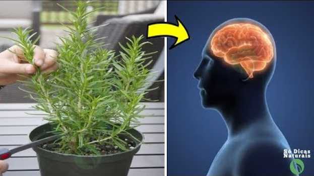 Video Esta Planta é Boa Para MEMÓRIA, e Ainda Protege Cérebro do Alzheimer e Depressão in English