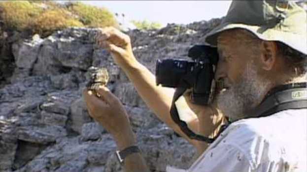 Video Galapagos Finch Evolution — HHMI BioInteractive Video em Portuguese