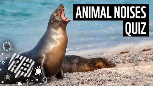 Video Quiz: Can you guess which animals are making these noises? | WWF su italiano