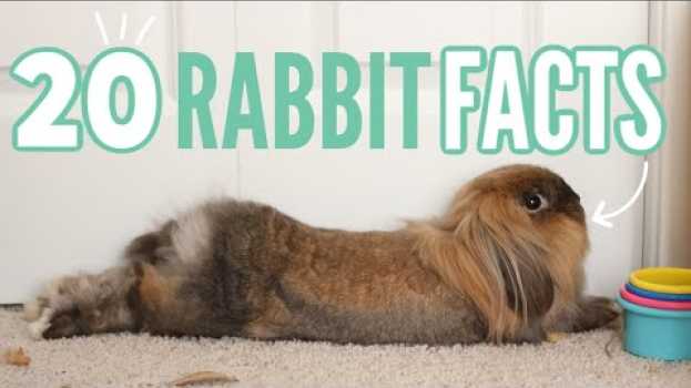 Video 20 Facts About Rabbits 🐰 in English