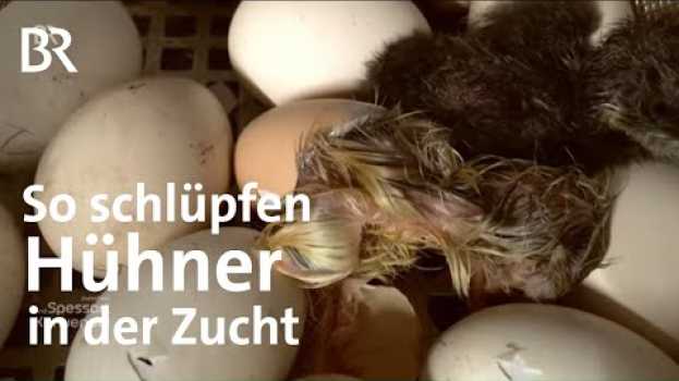 Video Küken und Kuchen: Paul Enghofer besucht einen Geflügelzüchter | Zwischen Spessart und Karwendel | BR em Portuguese