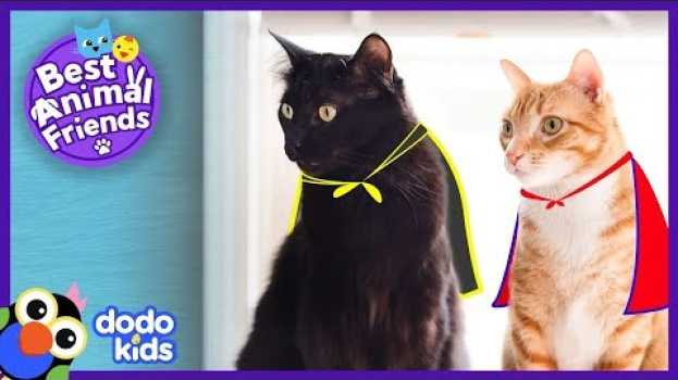 Video Cole And Marmalade Are Secret Supercats | Animal Videos For Kids | Dodo Kids in English