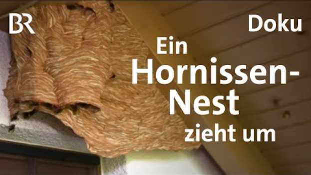 Video Hornissennest am Haus: So werden Hornissen umgesiedelt | Zwischen Spessart und Karwendel | BR su italiano