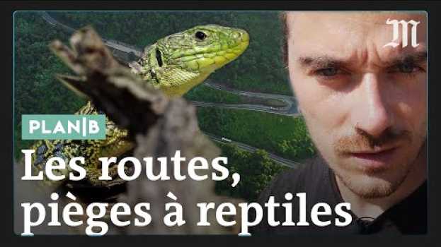 Видео Pourquoi les routes sont des pièges à reptiles #PlanB на русском