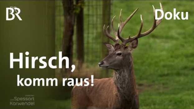 Видео Rotwild im Spessart: Wo zeigt sich der röhrende Hirsch? | Zwischen Spessart und Karwendel | BR на русском
