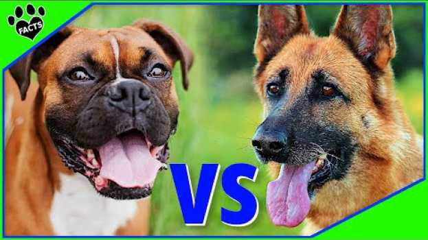 Видео German Shepherd vs Boxer: Which Makes the Better Pet? на русском