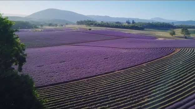 Видео Bridestowe Lavender: Harvesting global business from rural Australia на русском