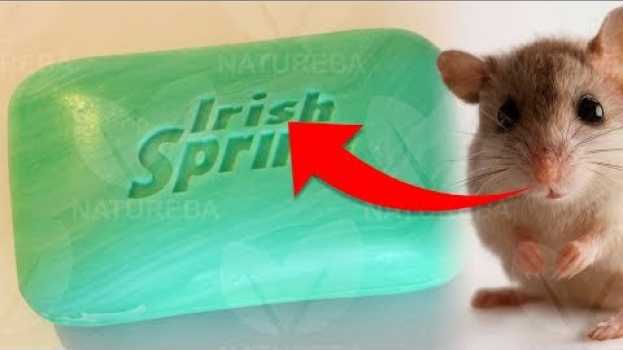 Video Os Ratos Vão Ficar Longe Da Sua Casa Se Você Fizer Isso su italiano