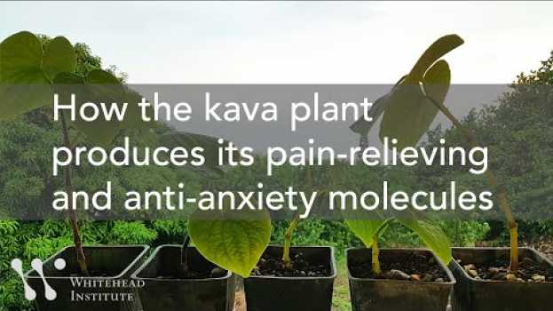 Video How the Kava Plant Produces Its Pain-Relieving and Anti-Anxiety Molecules in Deutsch